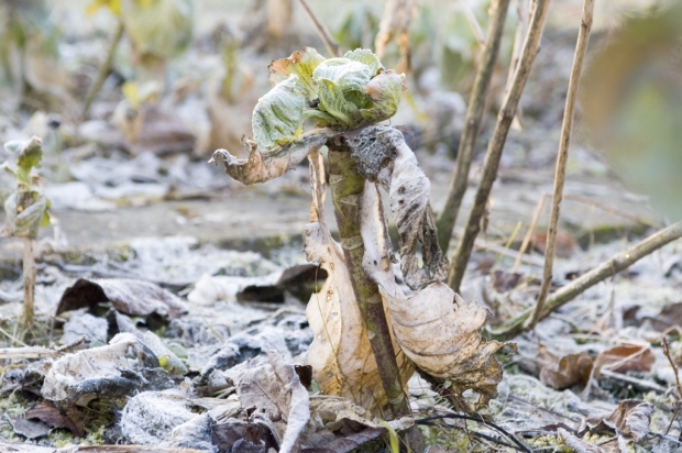 Foto: Gefrorener Kohl im Beet